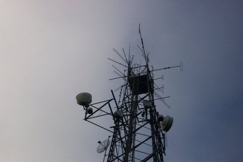 Cabbage tree  Tower site